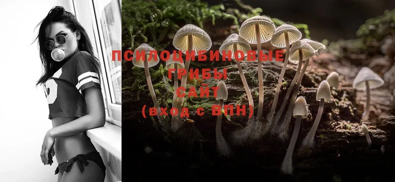 как найти   Камышлов  Галлюциногенные грибы Magic Shrooms 